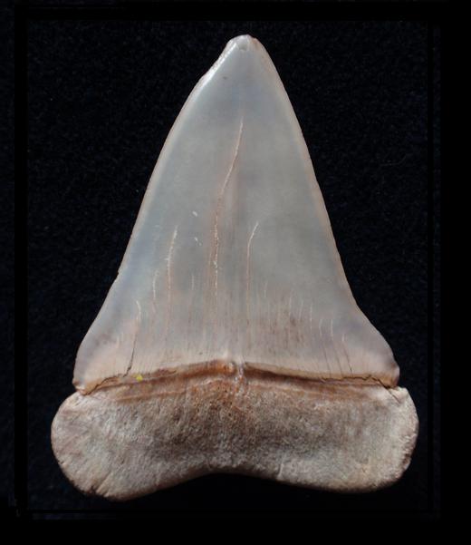 Extinct mako / broad-tooth mako (Carcharodon hastalis) — Luca Oddone