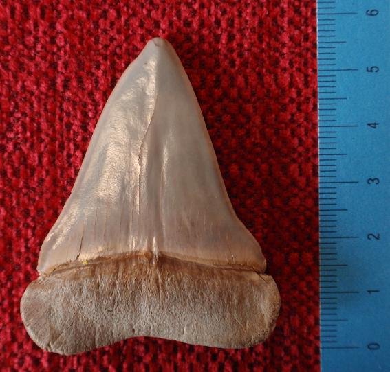 Extinct mako / broad-tooth mako (Carcharodon hastalis) — Luca Oddone