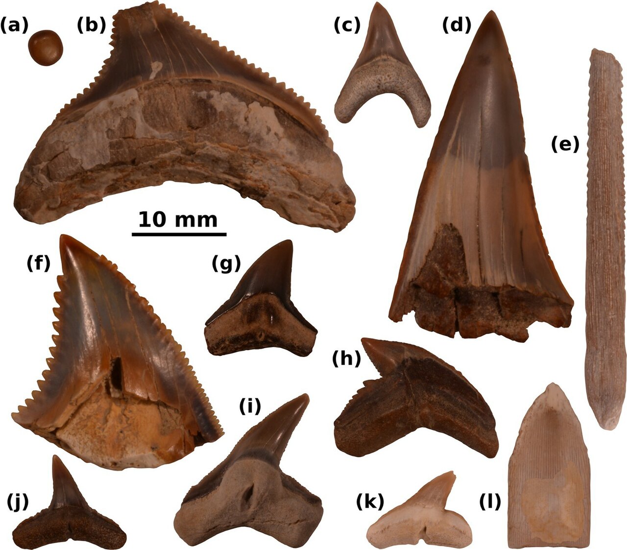Tiger shark (Galeocerdo cuvier) — Alberto Collareta, Claudio Di Celma, Giulia Bosio, Pietro Paolo Pierantoni, Elisa Malinverno, Olivier Lambert, Felix Georg Marx, Walter Landini, Mario Urbina &amp; Giovanni Bianucci