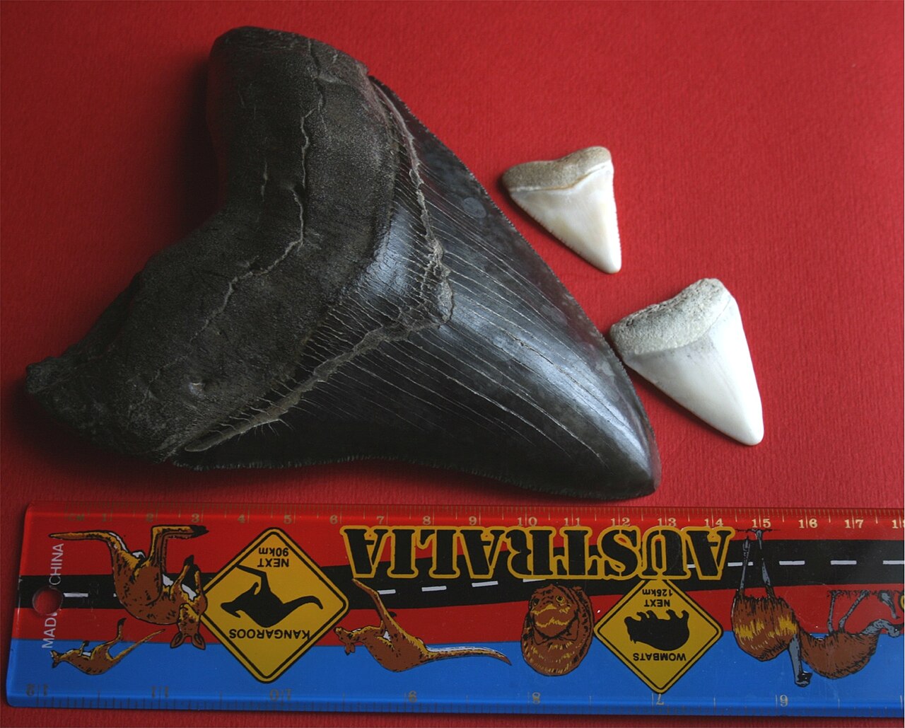Megalodon (Otodus megalodon) — Brocken Inaglory